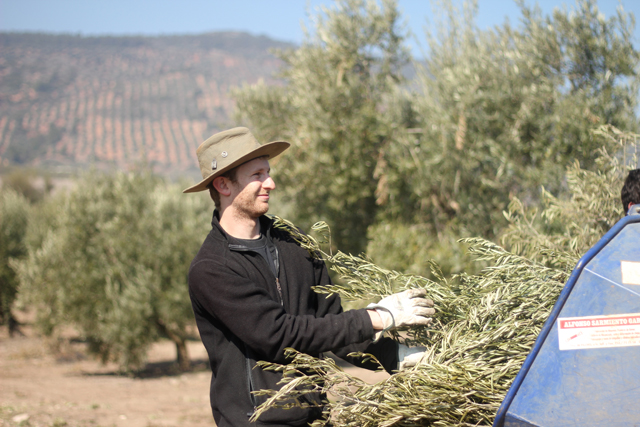 Ben hauling olive branches.
